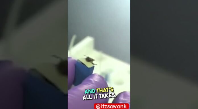 Bees vs dogs vs AI . Nature wins again #ai #robot