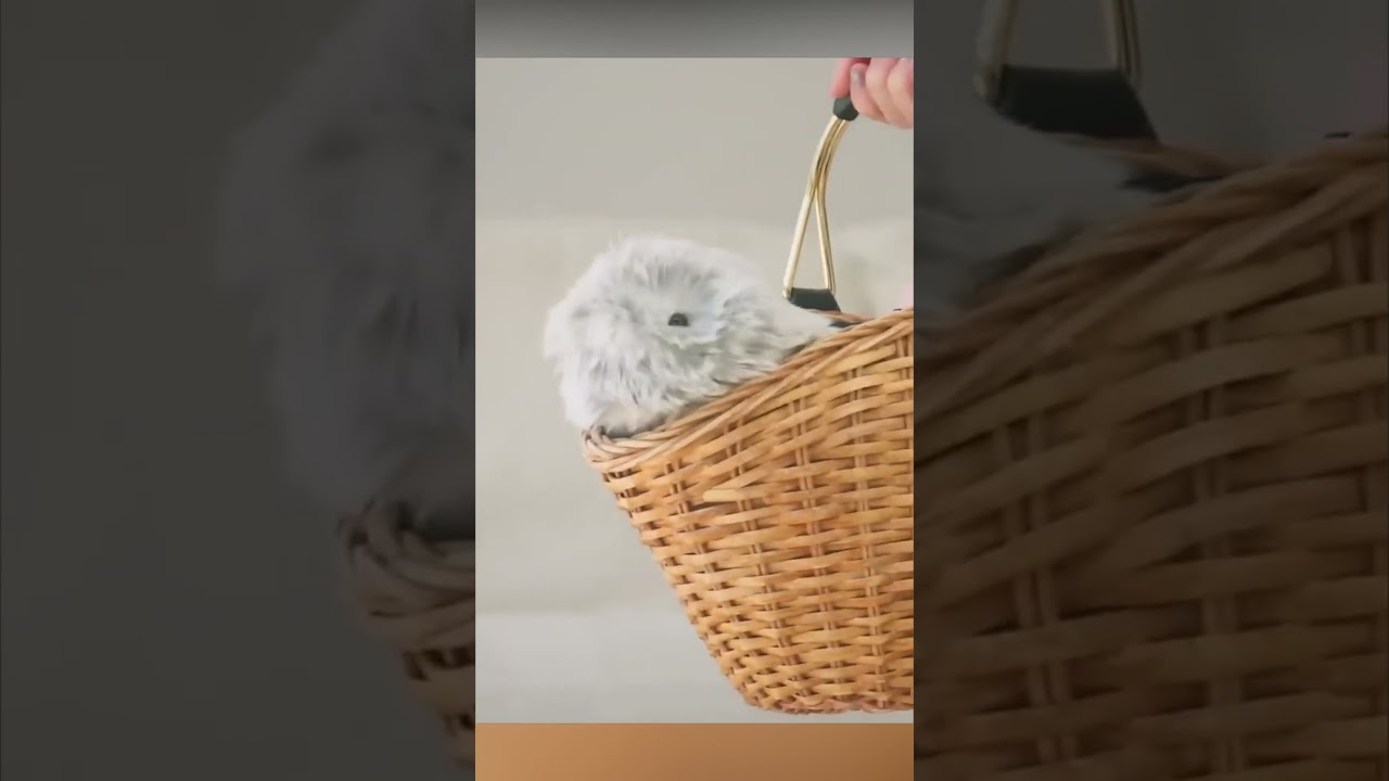 Meet this new tiny robot